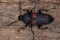 Adult Darkling Beetle