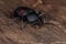 Adult Darkling Beetle