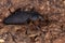Adult Darkling Beetle