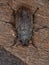 Adult Darkling Beetle