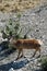 An adult deer with horns walks through the rocky mountains in the reserve