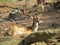 Adult deer with huge branched horns sitting on the stone slope of the mountain