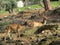 Adult deer with huge branched horns stands on the stone slope of the mountain