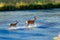 Adult deer shows fawn how to cross river