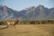 An adult deer was maral in a field against of the mountains of Buryatia, the village of Arshan. Tunka Valley