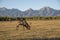 An adult deer was maral in a field against of the mountains of Buryatia, the village of Arshan. Tunka Valley