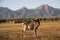 An adult deer was maral in a field against of the mountains of Buryatia, the village of Arshan. Tunka Valley