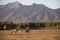 An adult deer was maral in a field against of the mountains of Buryatia, the village of Arshan. Tunka Valley