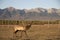 An adult deer was maral in a field against of the mountains of Buryatia, the village of Arshan. Tunka Valley
