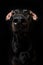 Adult doberman on black background