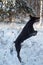 Adult doberman pinscher is jumping up to catch a tree branch.