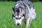 Adult dog breed alaskan malamute, fluffy, wet and dirty