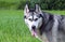 Adult dog breed alaskan malamute, fluffy, wet and dirty stand outdoors on green grass