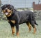 Adult dog. Breed Rottweiler. Puppies.