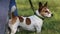 An adult dog of the Jack Russell terrier breed is red and white standing on the grass