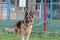 Adult Dog tied to metal fence. German Shepherd dog with collar a
