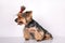 Adult dog Yorkshire Terrier female breed sitting, side view