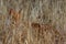 Adult domestic cat lying and hiding in dried plants