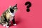Adult domestic cat proudly sitting on red background, looks with huge enlarged eyes on a big question mark, concept of surprise