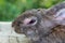 The adult domestic rabbit with myxomatosis