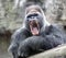 Adult dominant male gorilla yawns with its mouth open
