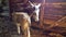 Adult donkey mother with young foal are standing in the barn.