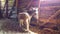 Adult donkey mother with young foal are standing in the barn.