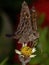 Adult Dorantes Longtail Butterfly