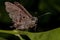 Adult Dorantes Longtail Butterfly