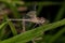 Adult Dragonfly Insect