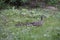 An adult duck leads to the water of its newly hatched ducklings.