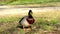 Adult duck, mallard competing to mate with a female, wildlife rivalry, courting