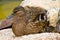 Adult duck next to two small ducks under the feathers