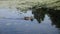 adult duck swims on the lake in the summer in the village during the day.