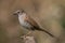 Adult dunnock, hedge sparrow, prunella modularis