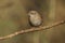 Adult dunnock, hedge sparrow, prunella modularis