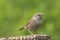 Adult dunnock, hedge sparrow, prunella modularis