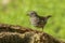 Adult dunnock, hedge sparrow, prunella modularis