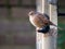 Adult dunnock, Prunella modularis, sitting on tube birdfeeder wi