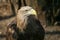 Adult eagle looks away with interest. Birds and wildlife