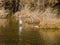 Adult egret standing in small river