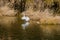 Adult egret with wings outspread