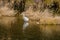 Adult egret with wings outspread