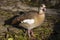 Adult Egyptian Goose, Alopochen aegyptiacus
