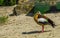 Adult Egyptian goose in closeup, colorful and tropical bird specie from Africa