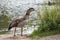 Adult Egyptian goose has found some interesting vegetation