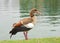 Adult Egyptian goose standing by waters edge