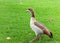 Adult egyptian goose walking in grass