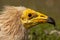 Adult Egyptian vulture Neophron percnopterus portrait,