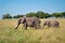 Adult elephant with cup prowling around in the african savannah in the National Park Masai Mara in Kenya